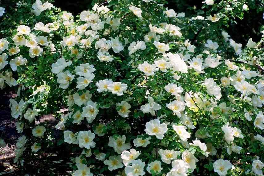 rosier arbustif à floraison blanche