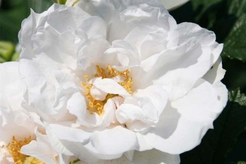 rosier arbustif à floraison blanche parfumée