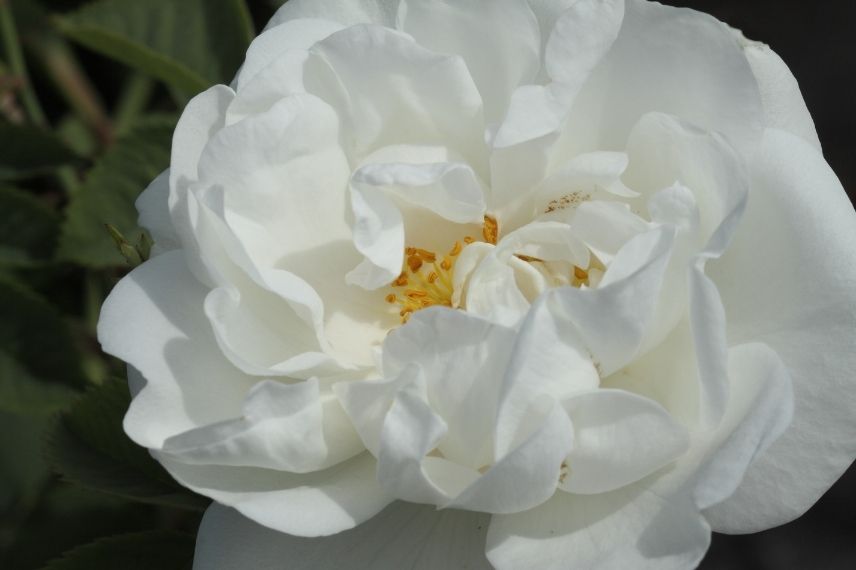 rose blanche parfumée, rosier robuste très parfumé