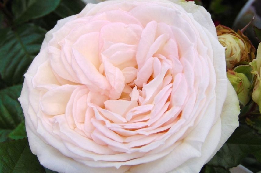 rose blanche rosée très parfumée, rosier parfum anis, rosier grosses fleurs