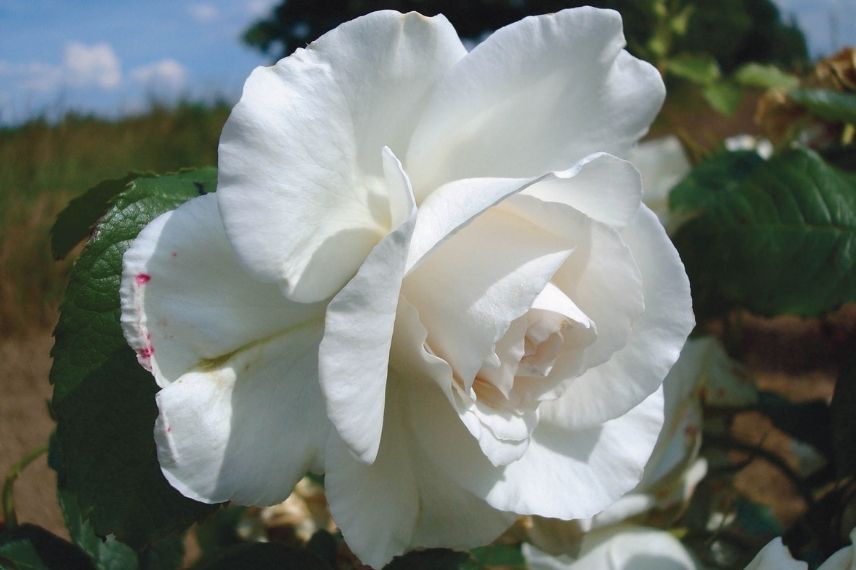 rose blanche au parfum de violette, rosier très parfumé