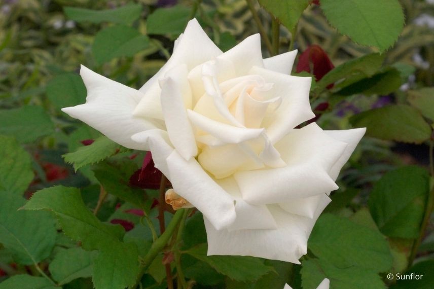 rose blanche parfum citron, rosier très parfumé