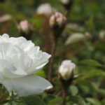 6 rosiers blancs très parfumés
