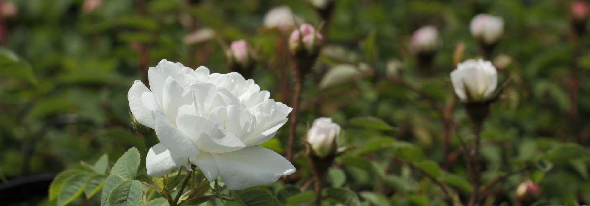 6 rosiers blancs très parfumés