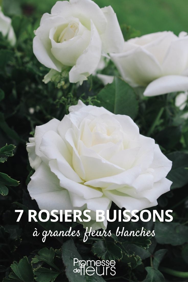 rosier buisson fleurs blanches