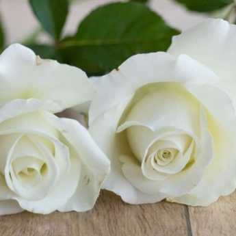 7 rosiers buissons à grandes fleurs blanches