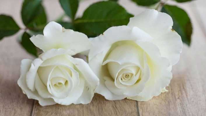 7 rosiers buissons à grandes fleurs blanches