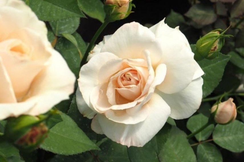 rosier buisson à grandes fleurs blanches