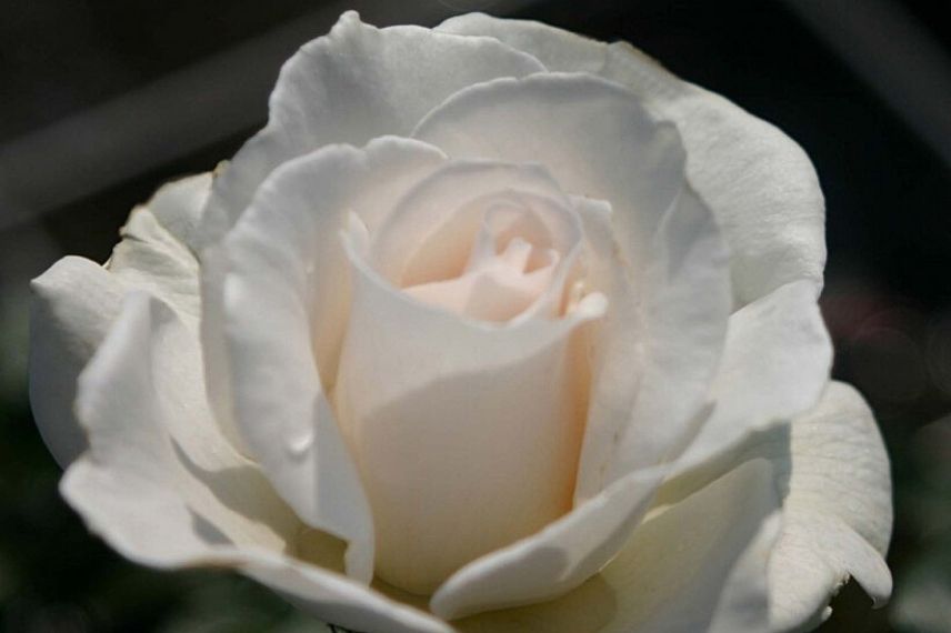 rosier buisson à grandes fleurs blanches parfumées