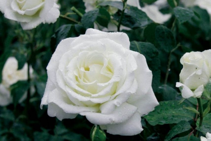 rosier buisson à grandes roses blanches parfumées
