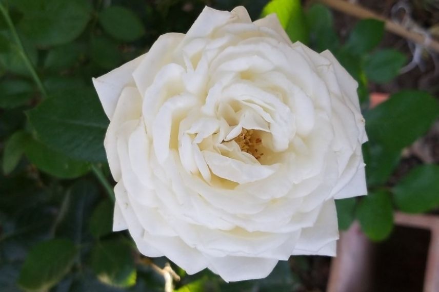 rosier buisson meilland à grandes roses blanches 