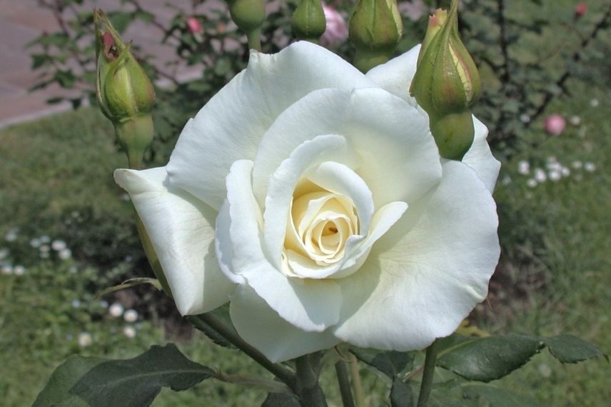rosier buisson blanc, grandes roses