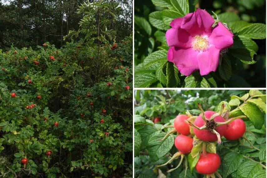 rosa rugosa