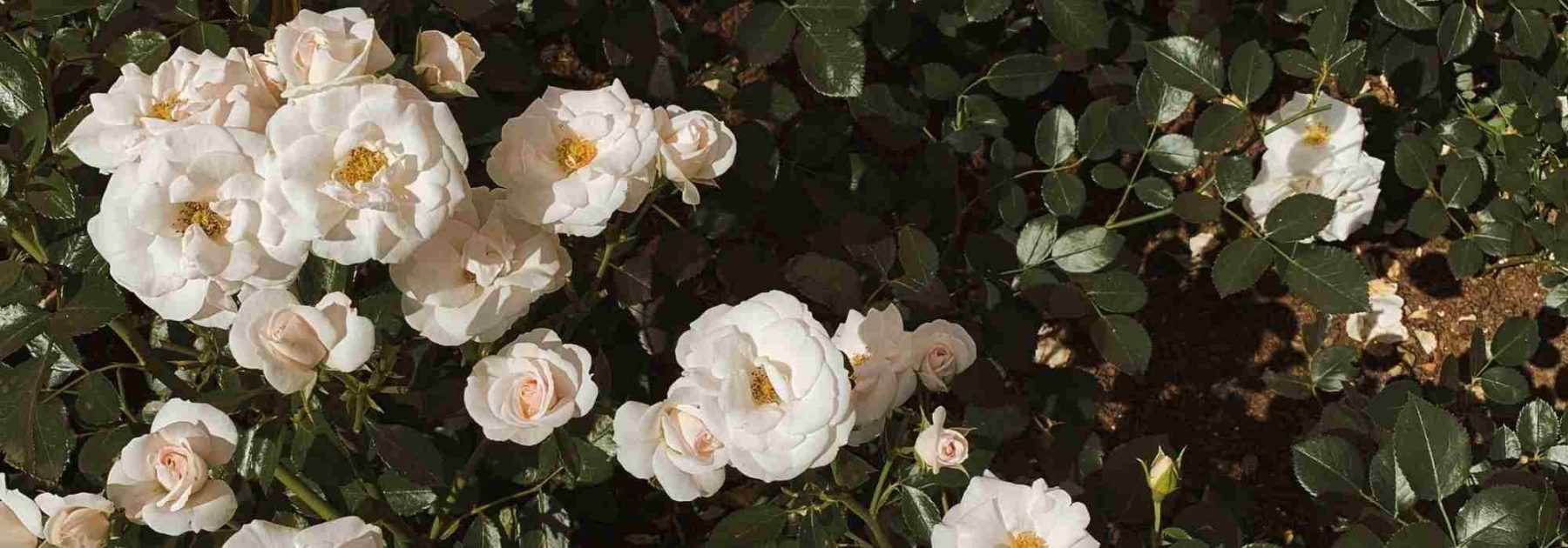 6 rosiers couvre-sol à fleurs blanches