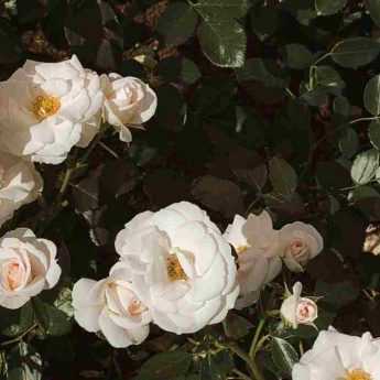 6 rosiers couvre-sol à fleurs blanches