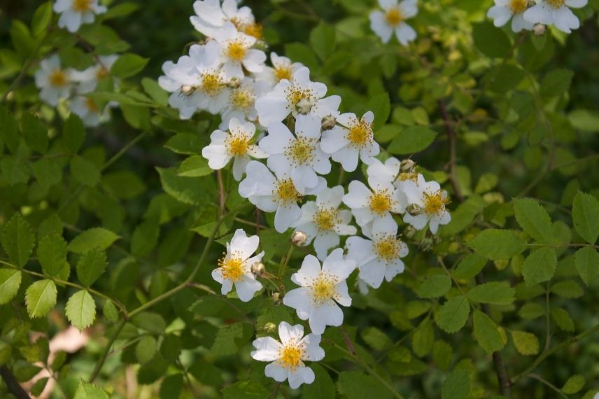 églantier des champs, rosier couvre-sol champêtre à fleur blanche