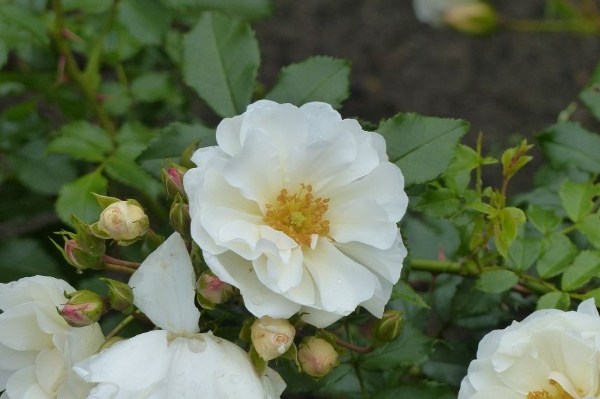 rosier décorosiers couvre-sol blanc