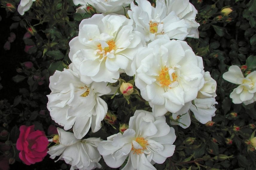 rosier couvre-sol à floraison blanche