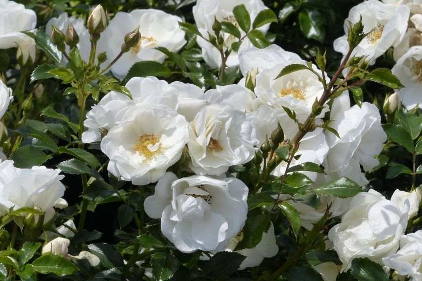 rosier couvre-sol à petites fleurs blanches