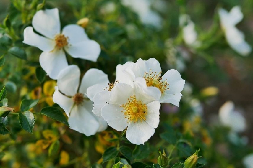 petit rosier couvre-sol blanc