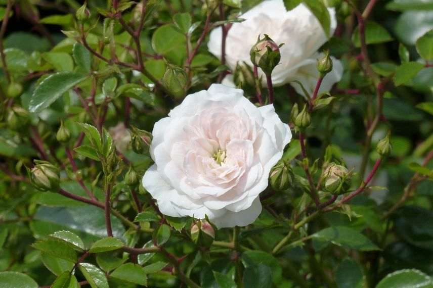 rosier couvre-sol blanc, rosier retombant blanc