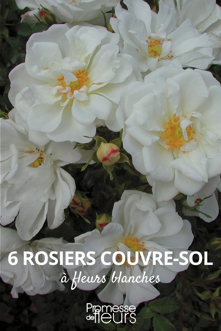 rosier couvre-sol fleurs blanches