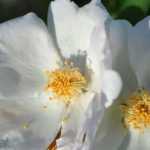 5 rosiers à fleurs d’églantines blanches