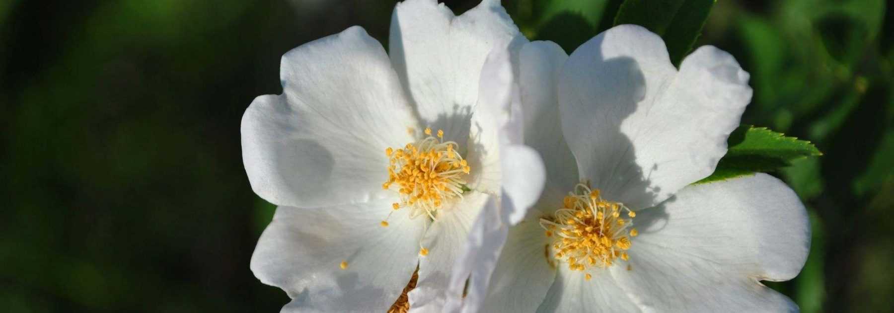 5 rosiers à fleurs d’églantines blanches