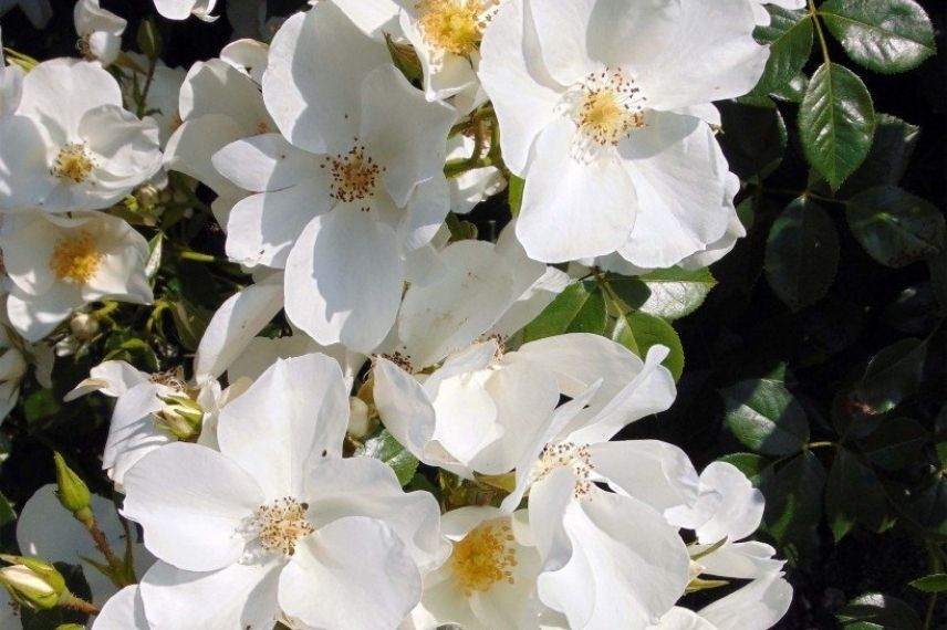 rosier à fleurs d'églantine blanche