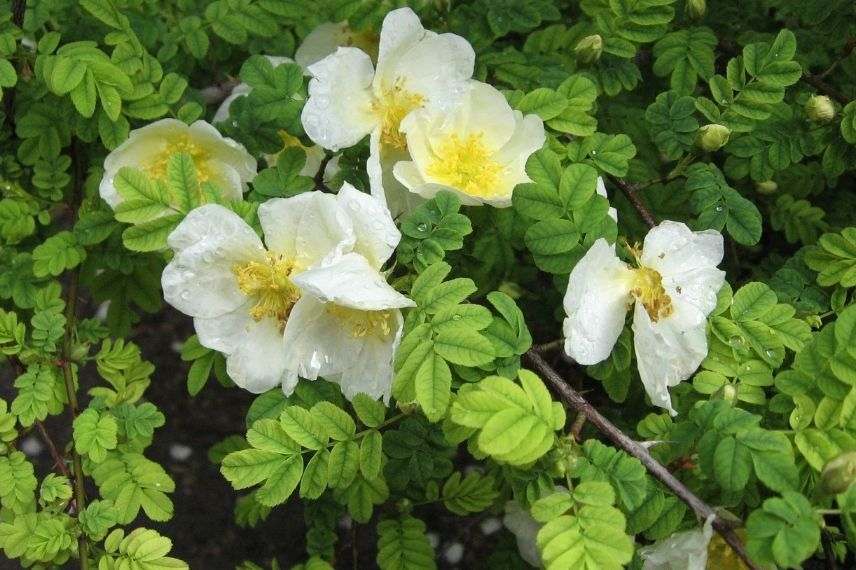 rosier arbustif à fleurs simples blanches