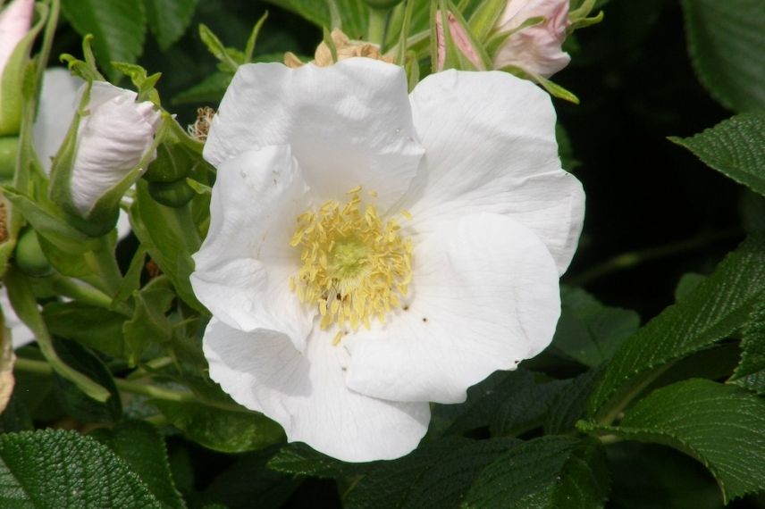 rosier rugueux à fleurs simples blanches