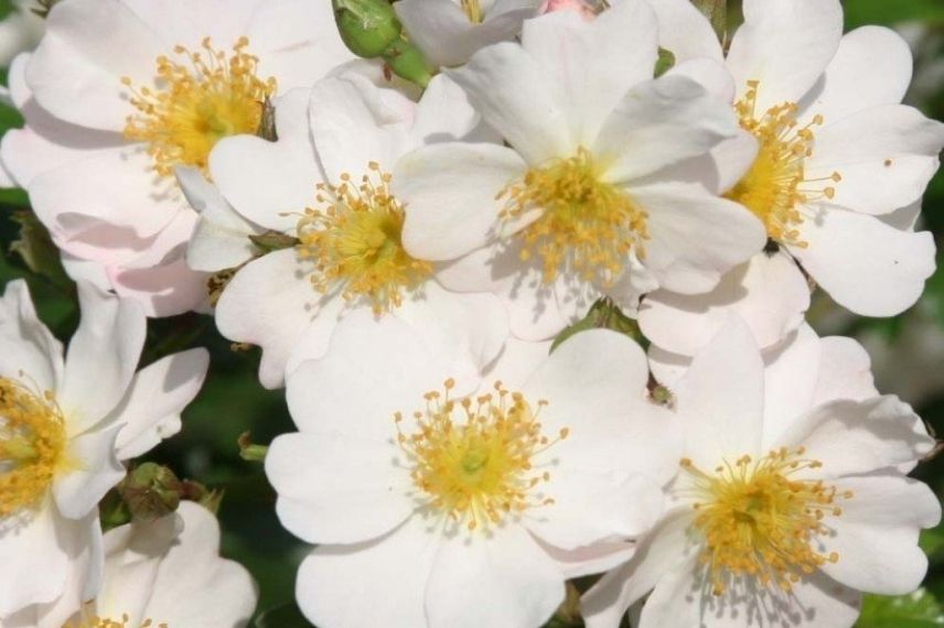 petit rosier à fleurs d'églantine blanche