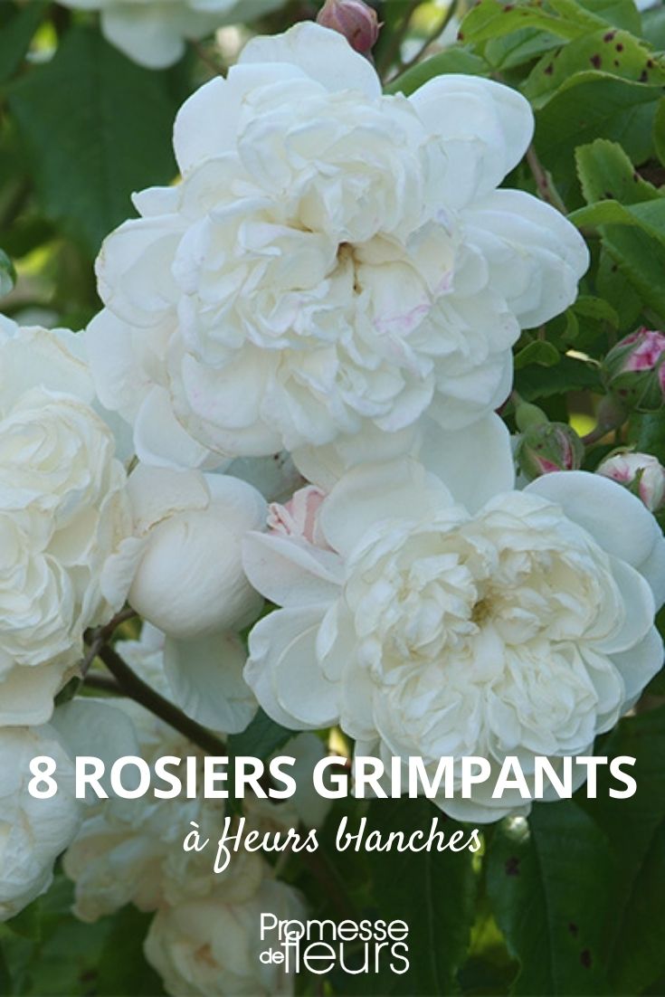 8 rosiers grimpants à fleurs blanches - Promesse de Fleurs