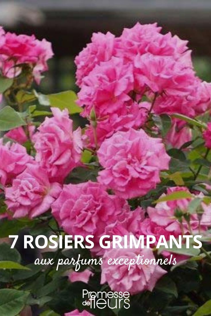 Rosier grimpant Papi Delbard - Grosses fleurs doubles orange, jaune,  abricot, parfumées.