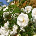 7 rosiers grimpants aux parfums exceptionnels