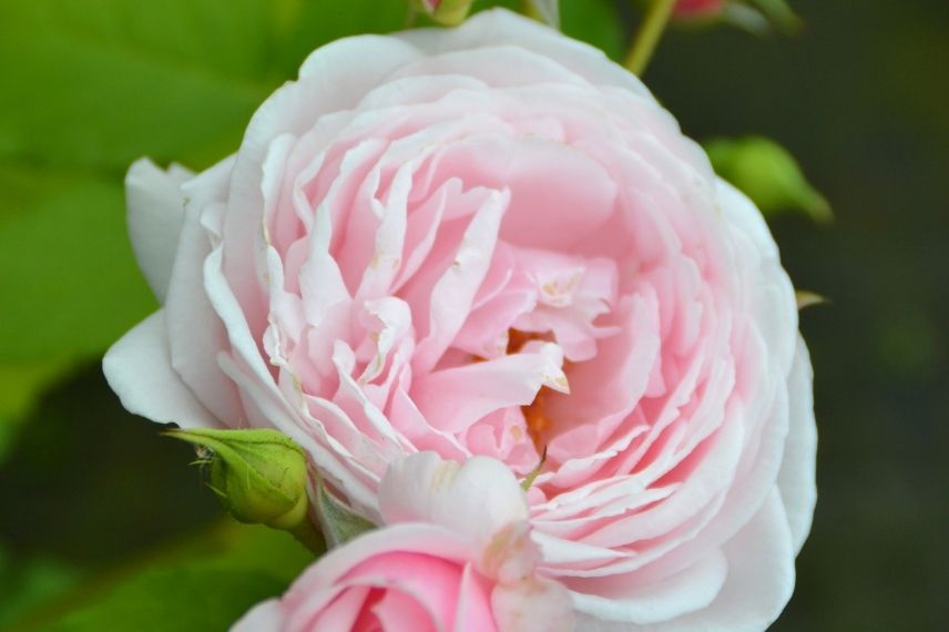 rosier grimpant rose pâle très parfumé