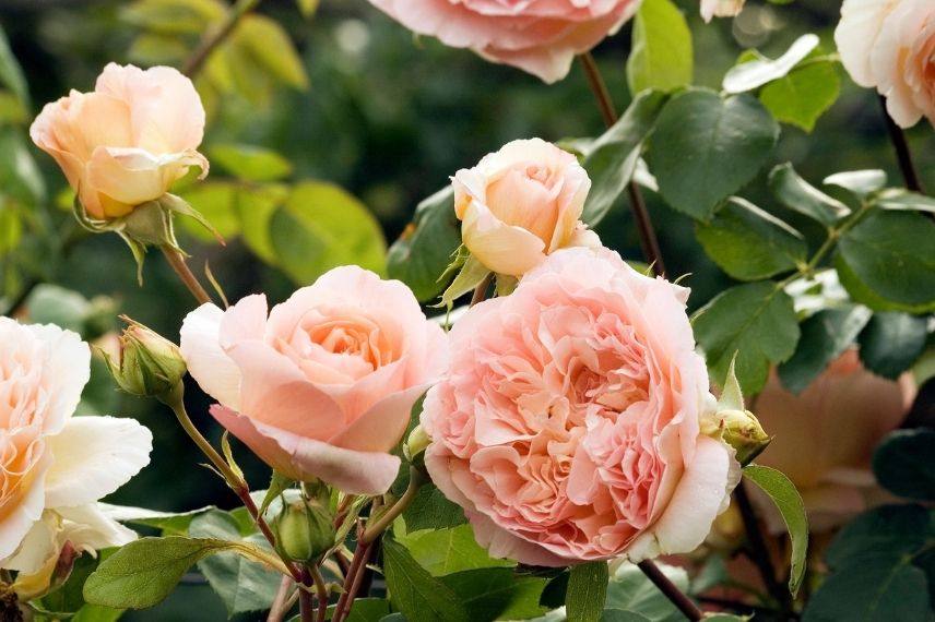 rosier grimpant à grosses fleurs rose abricot très parfumées