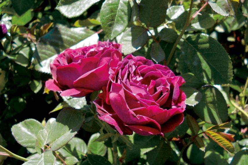 rosier ancien, roses anciennes rouge pourpre, roses très parfumées