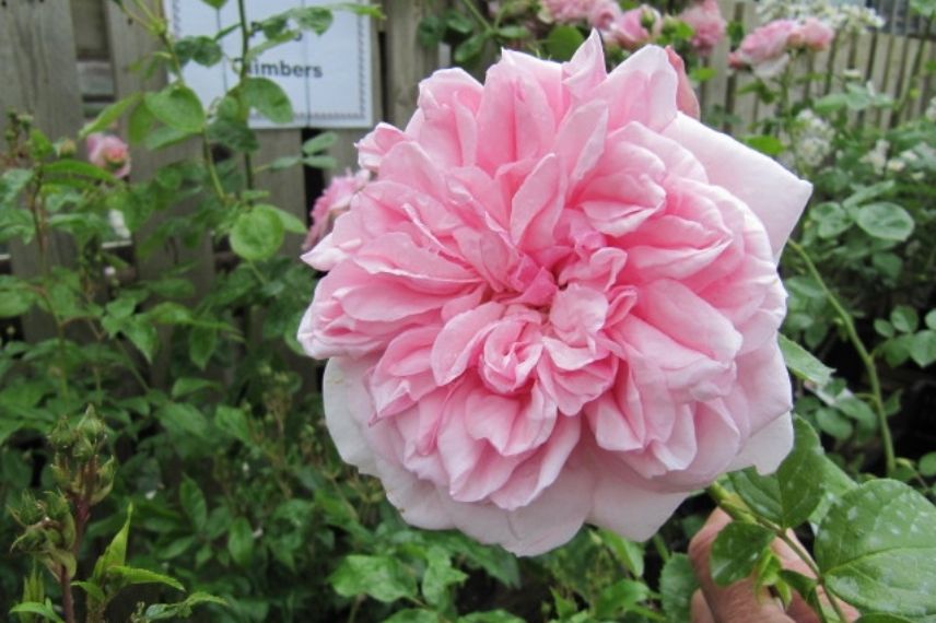 rosier grimpant grosses fleurs très parfumées