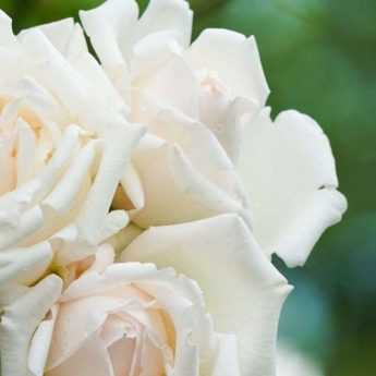 5 rosiers arbustifs à fleurs blanches