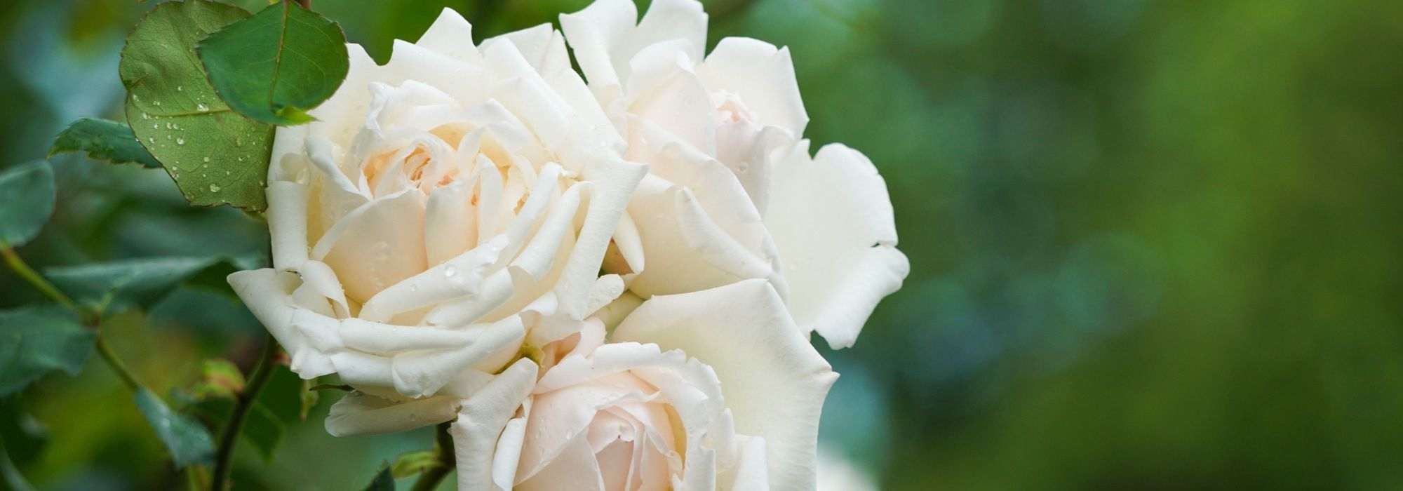 5 rosiers arbustifs à fleurs blanches