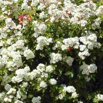 10 rosiers lianes à fleurs blanches