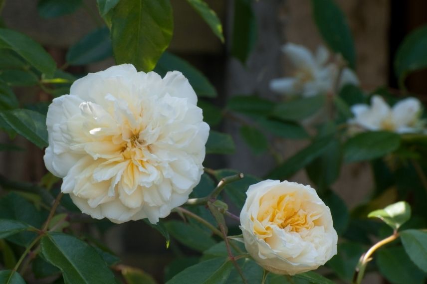 rosier liane blanc à fleurs doubles