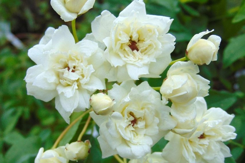 rosier liane blanc au parfum de violette