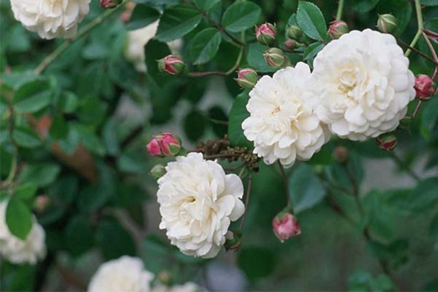 rosier liane blanc fleur en pompon