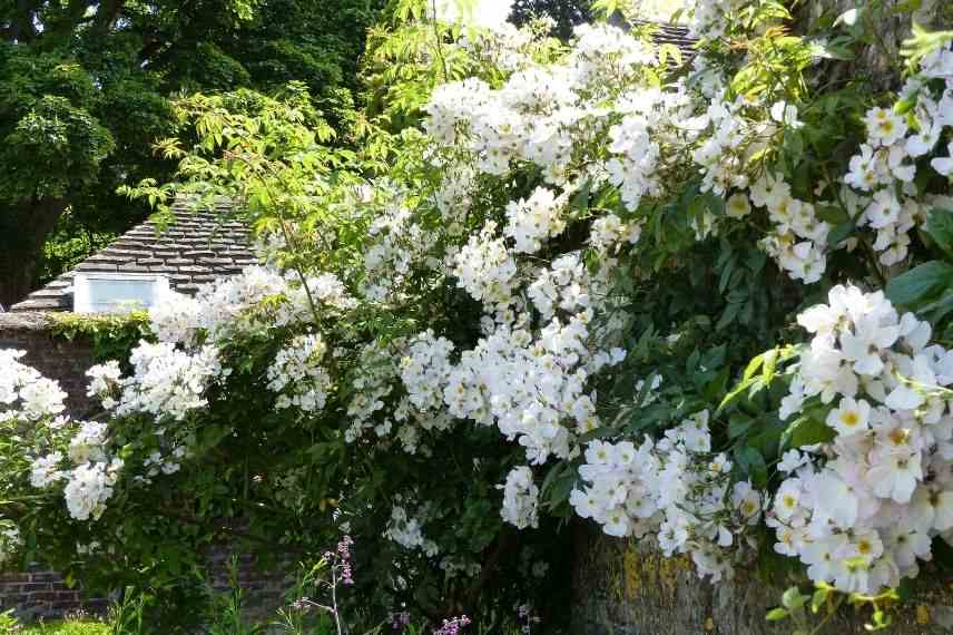rosier liane blanc à fleur d'églantine