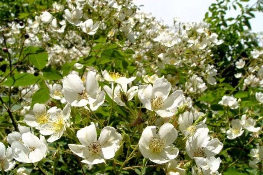 rosier liane à fleur d'églantine blanche