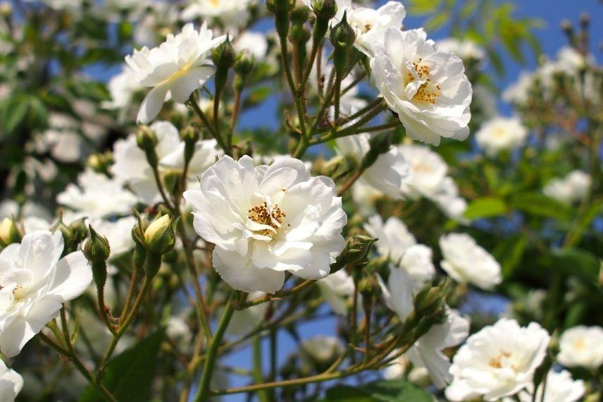 très grand rosier liane blanc