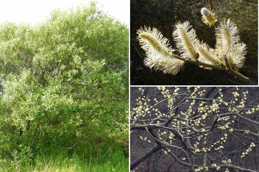 saule marsault floraison arbuste résistant au vent