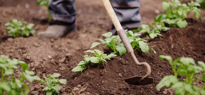 sarcloir a quoi sert, ratissoire a quoi sert, sarcloir outil jardin, ratissoire outil jardin